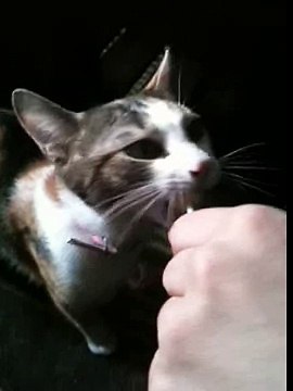 Mon chat aime les sucettes