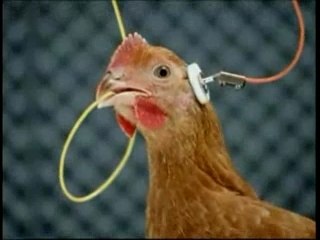 Publicité Fiat Punto - La Poule (2005)