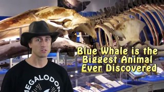 The Biggest Animal Ever - Recorded in The Ocean Depths 2015