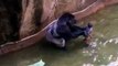 OMG!!! Gorilla grabbed 4 Years Kid in Cincinnati Zoo