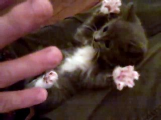 Un chaton surpris