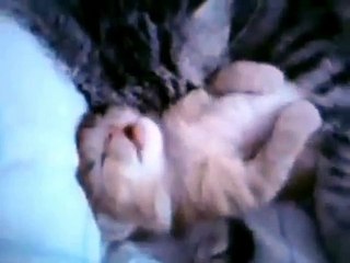 Une maman chat embrasse son chaton