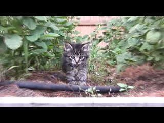 La vie d'un petit chaton