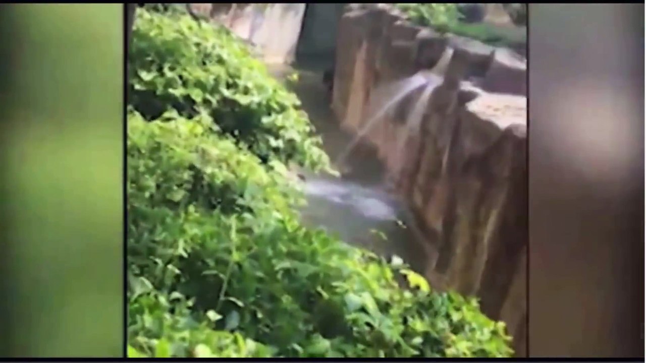 Gorilla grabs child who's fallen into habitat at Cincinnati Zoo  Gorilla Grabs C