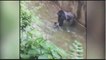 Gorilla grabs child who's fallen into habitat at Cincinnati Zoo  Gorilla Grabs C