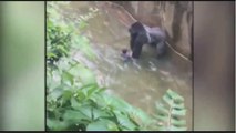 Gorilla grabs child who's fallen into habitat at Cincinnati Zoo  Gorilla Grabs C