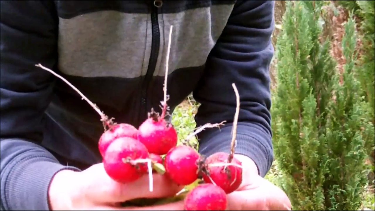 'Der Harkebrügger ´Radieschen-Gourmet´ oder Guten Appetit €kk€' !