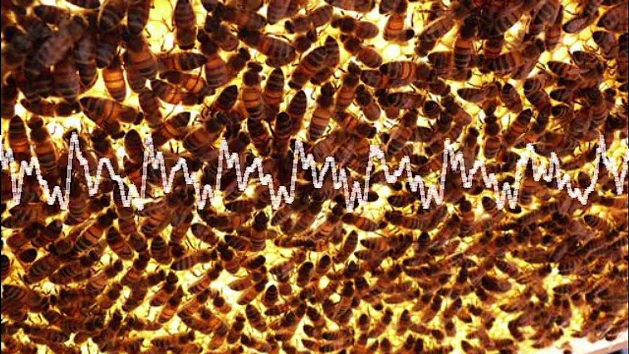 Avez-vous peur des abeilles?