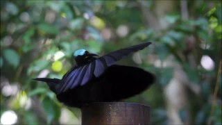 Tango - Victoria's Riflebird - Bird Of Paradise Dance