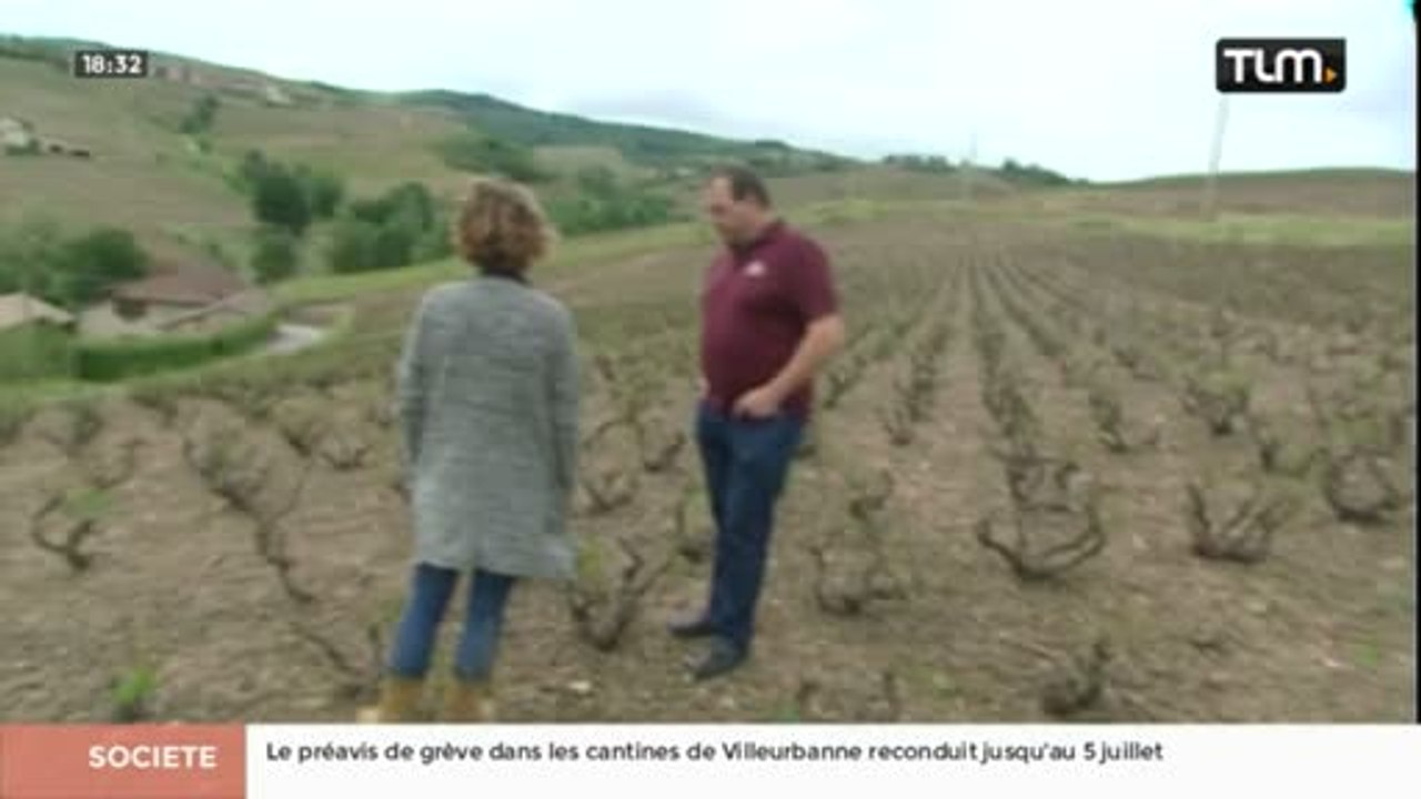 Les vignes du Beaujolais ravagées par la grêle