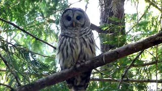 Barred Owl June 26, 2009