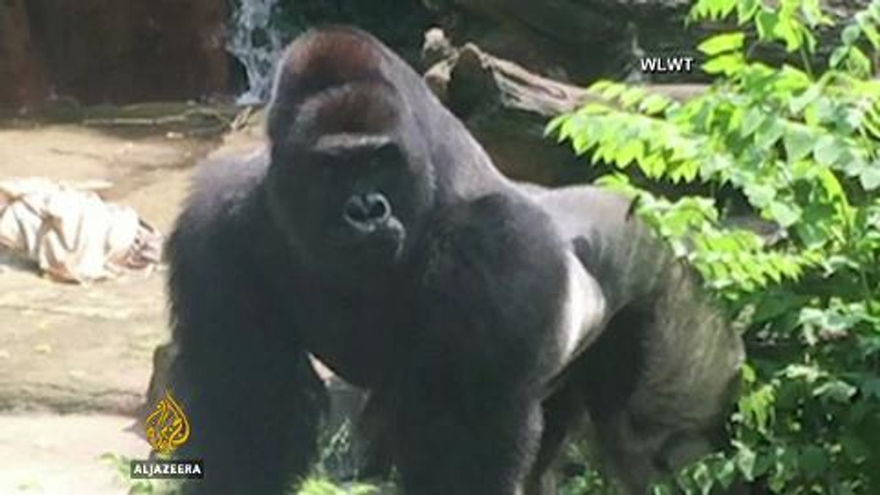 Outrage after Cincinnati Zoo kills gorilla to save a child