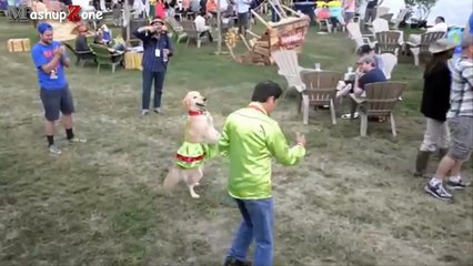 Funny Animals Behaving Like Humans Videos Compilation 2015
