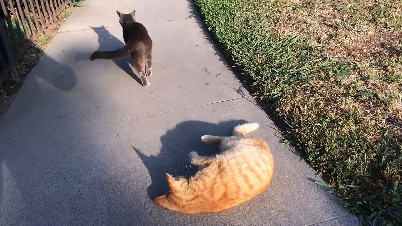 Marmalade and Trout