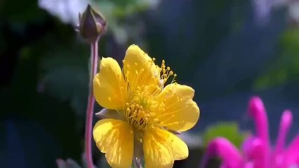 এসো এক আল্লাহর গান গাই -------