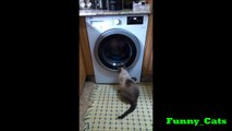 Cat fight with washing machine (gata pelea con lavadora)
