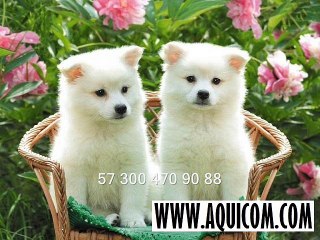 AQUICOM.COM - 48 - AQUICOM.COM - Class model internacional  -  57 3004709088 - Producciones mao mix dance