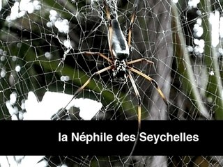 Araignées des Seychelles - 1 -