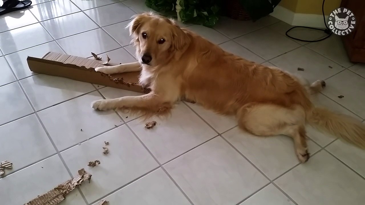 Guilty Dogs Who Are Sorry Not Sorry