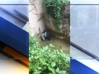Child falls into Cincinnati Zoo gorilla enclosure