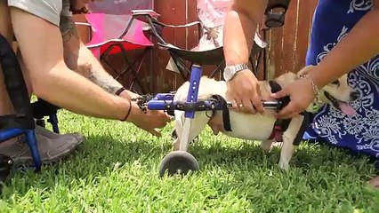 Man And Dog Unlikely Best Friends