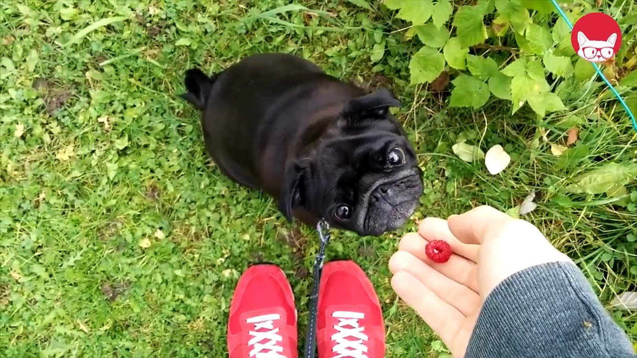 Presents: Funny Pet Fails by The Pet Collective