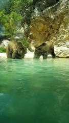 ours du zoo de la barben