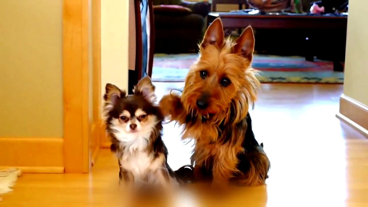 Cute dogs acting guilty