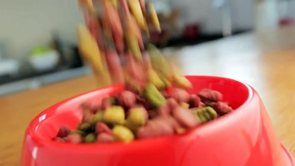 Cute dog Toffee uses tablet to get food