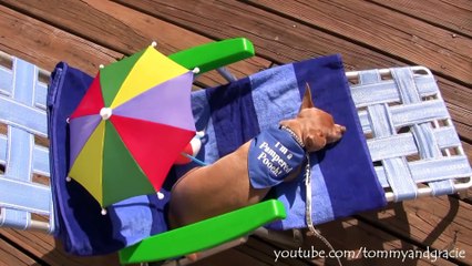 Cute Dog Tommy Chihuahua