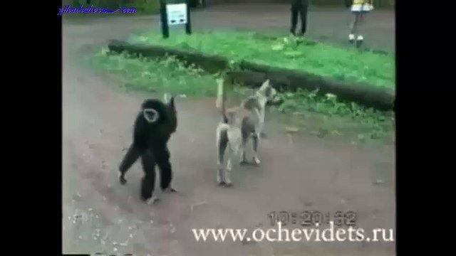 Genelde Kedi Köpekle Oynar Ama