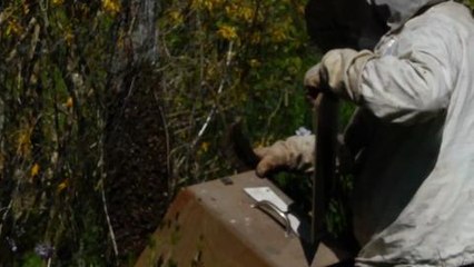 Récupération d'un essaim d'abeille