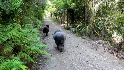 What happens when you leave a tetherball in the forest