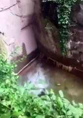 Gorilla Grabs Child who fallen into habitat