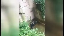 Gorilla grabs child who's fallen into habitat