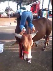 Young boy playing with Cow