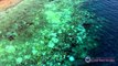 Um terço dos corais afetado na Grande Barreira