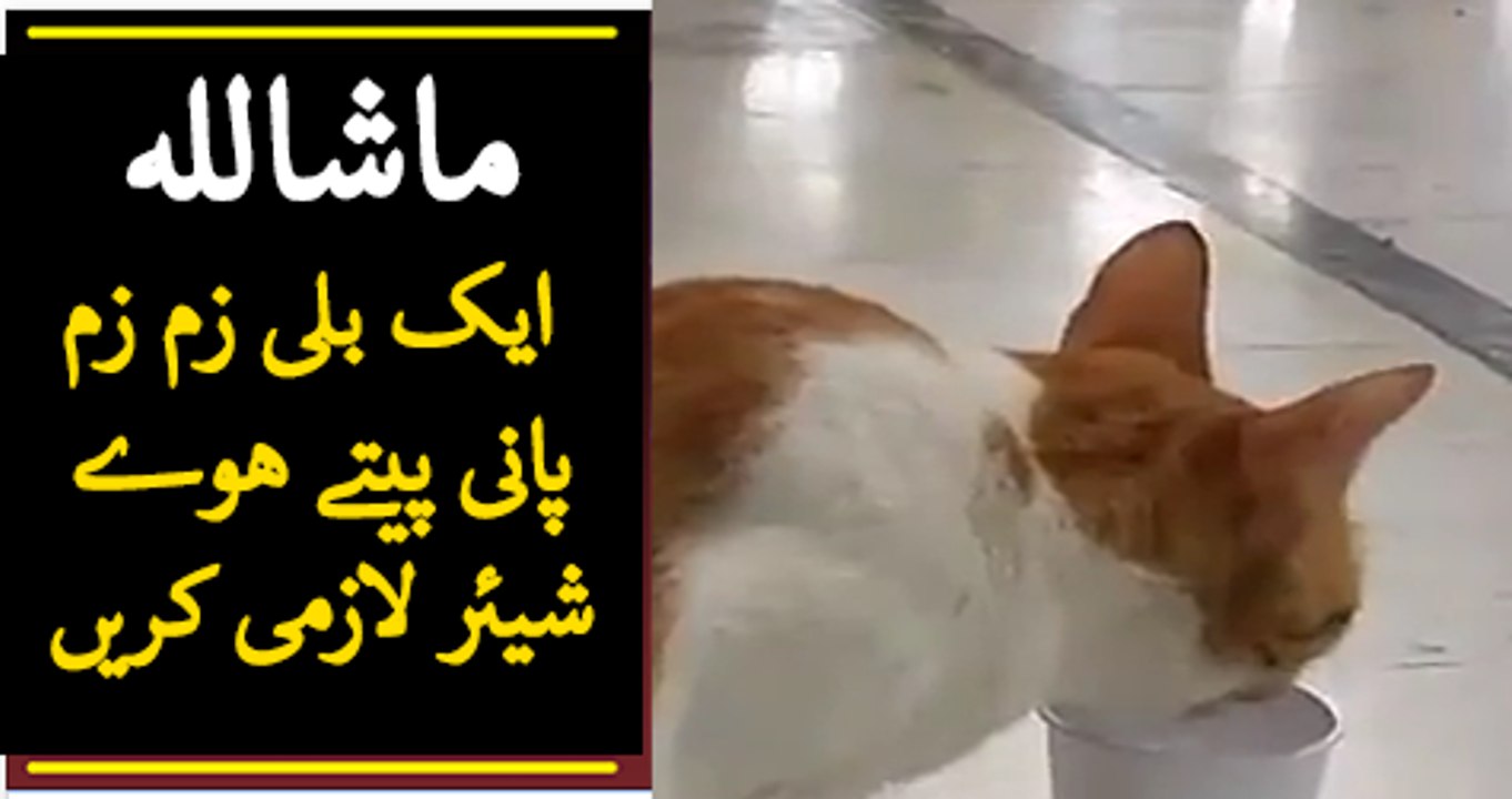 Cat drinking zum zum water Mashallah