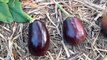 When to Harvest Your Eggplants