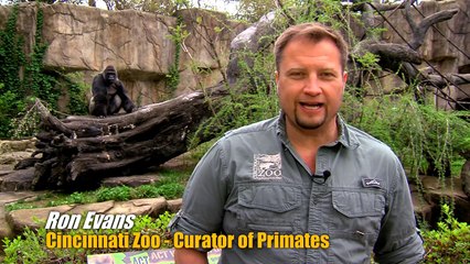 New Silverback Gorilla Harambe 1st Time Out - Cincinnati Zoo