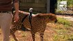 Course d'un Guépard équipé d'une GoPro au Zoo de Cincinnati : quelle vitesse!