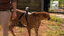 Course d'un Guépard équipé d'une GoPro au Zoo de Cincinnati : quelle vitesse!