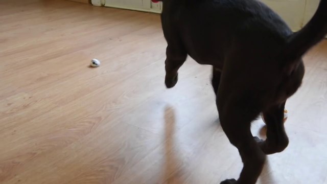 BB-8 effraye un jeune chiot !! Chien vs Droide - Star Wars