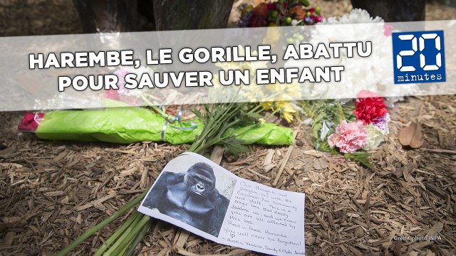 Un enfant tombe dans son enclos, le gorille est abattu.