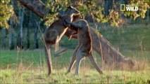 Australie: Un kangourou l'attaque, ses seins siliconés cèdent sous la pression des pattes
