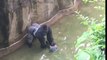 Un garçon chute dans l'enclos des gorilles