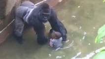 Gorilin Ölümüne Sebep Olan Çiftin Sabıka Kaydı Kabarıkmış!