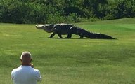 OMG! Ginormous Alligator Casually Strolls Across Golf Course In Florida