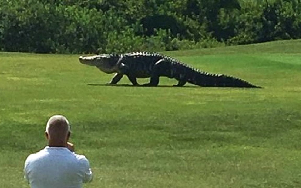OMG! Ginormous Alligator Casually Strolls Across Golf Course In Florida