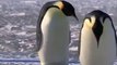 Um vídeo de pinguins fazendo coisas bobas!
